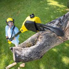 Best Tree Removal  in Ladera, CA