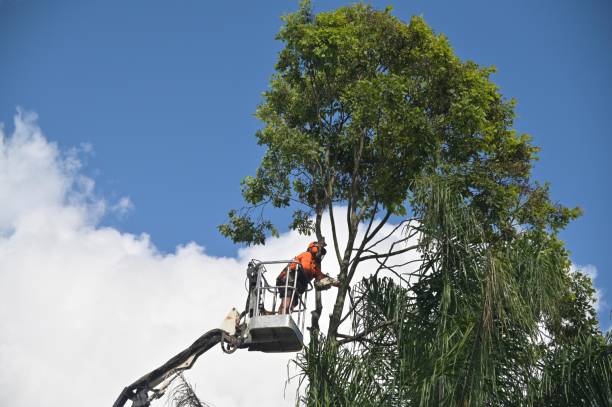 Best Utility Line Clearance  in Ladera, CA